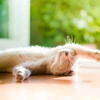 chat